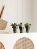 Plantas suculentas artificiales - Cactus de imitación realistas para decoración del hogar y la oficina | Miniplantas decorativas