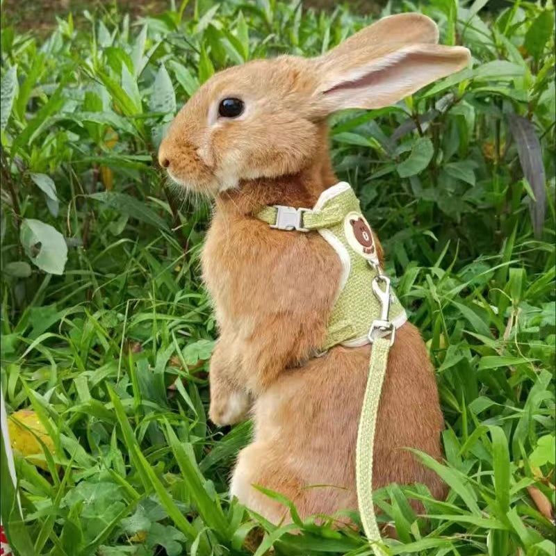 Adjustable Rabbit Harness and Leash Set – Soft Padded Vest for Safe Outdoor Adventures