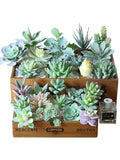 Plantas suculentas artificiales - Cactus de imitación realistas para decoración del hogar y la oficina | Miniplantas decorativas