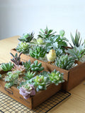 Plantas suculentas artificiales - Cactus de imitación realistas para decoración del hogar y la oficina | Miniplantas decorativas