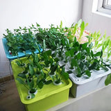 Hydroponic Growing System Kit with 24 Plant Sites and Oxygen Pump for Indoor Gardening