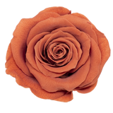 B Grade 4-5cm Preserved Roses Preserved Flower Fresh Natural Real Eternal Rose Immortal Rose Flowers Florist DIY Floral Material