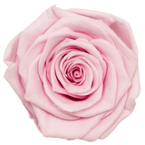 B Grade 4-5cm Preserved Roses Preserved Flower Fresh Natural Real Eternal Rose Immortal Rose Flowers Florist DIY Floral Material