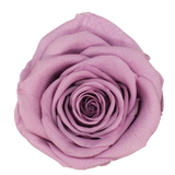 B Grade 4-5cm Preserved Roses Preserved Flower Fresh Natural Real Eternal Rose Immortal Rose Flowers Florist DIY Floral Material