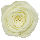 B Grade 4-5cm Preserved Roses Preserved Flower Fresh Natural Real Eternal Rose Immortal Rose Flowers Florist DIY Floral Material