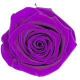B Grade 4-5cm Preserved Roses Preserved Flower Fresh Natural Real Eternal Rose Immortal Rose Flowers Florist DIY Floral Material