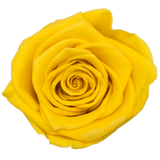 B Grade 4-5cm Preserved Roses Preserved Flower Fresh Natural Real Eternal Rose Immortal Rose Flowers Florist DIY Floral Material