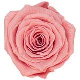 B Grade 4-5cm Preserved Roses Preserved Flower Fresh Natural Real Eternal Rose Immortal Rose Flowers Florist DIY Floral Material