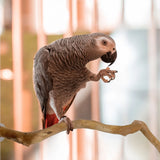Natural Wood Parrot Perch – Bird Cage Standing Stick & Climbing Toy