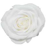 B Grade 4-5cm Preserved Roses Preserved Flower Fresh Natural Real Eternal Rose Immortal Rose Flowers Florist DIY Floral Material