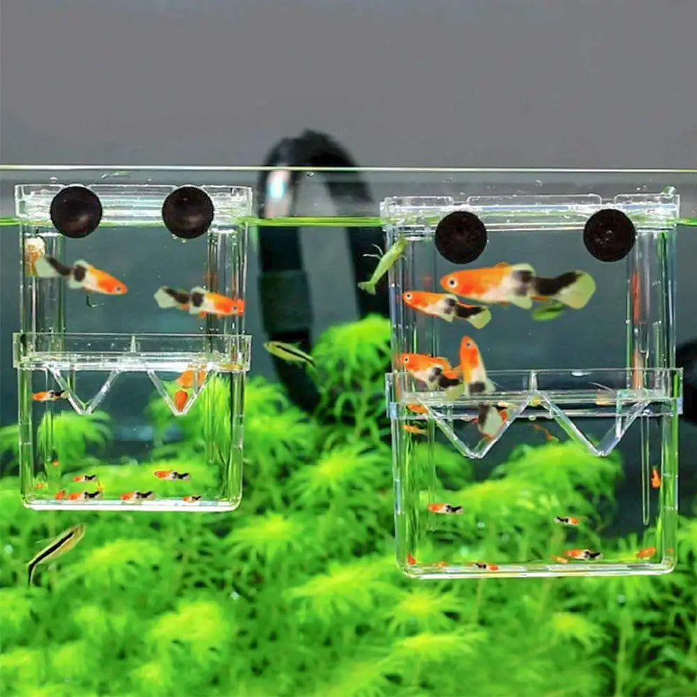 Caja de cría de peces de acuario duradera | Incubadora de aislamiento y eclosión para crías de peces y camarones