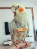 Soft Cotton Bird Harness – Comfortable Adjustable Strap for Pet Birds