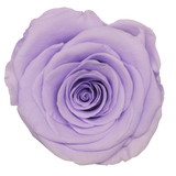 B Grade 4-5cm Preserved Roses Preserved Flower Fresh Natural Real Eternal Rose Immortal Rose Flowers Florist DIY Floral Material