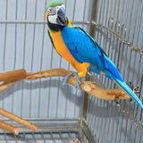 Natural Wood Parrot Perch – Bird Cage Standing Stick & Climbing Toy