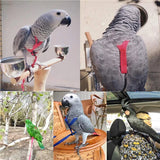 Adjustable Bird Flight Harness with Leash – Comfortable, Secure & Ideal for Outdoor Training