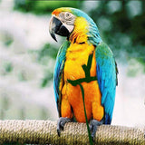 Adjustable Bird Flight Harness with Leash – Comfortable, Secure & Ideal for Outdoor Training