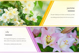 Aceites esenciales de 10 ml para difusores y humidificadores: set de aromaterapia con lavanda, rosa, eucalipto y más
