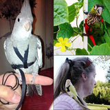 Adjustable Bird Flight Harness with Leash – Comfortable, Secure & Ideal for Outdoor Training