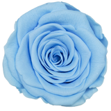 B Grade 4-5cm Preserved Roses Preserved Flower Fresh Natural Real Eternal Rose Immortal Rose Flowers Florist DIY Floral Material