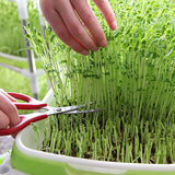 Seed Germination Tray – Soilless Sprouting Kit for Wheatgrass, Beans & Microgreens