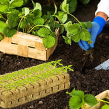 Rockwool Hydroponic Grow Cubes - Seed Starter Plugs for Soilless Gardening