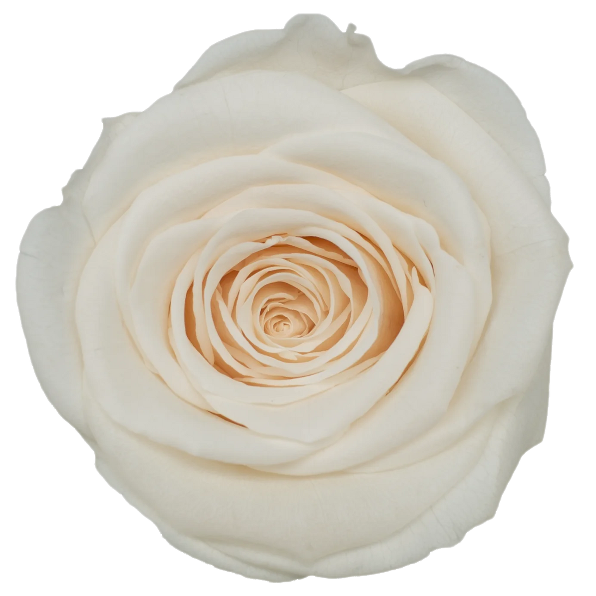 B Grade 4-5cm Preserved Roses Preserved Flower Fresh Natural Real Eternal Rose Immortal Rose Flowers Florist DIY Floral Material