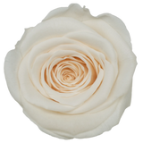 B Grade 4-5cm Preserved Roses Preserved Flower Fresh Natural Real Eternal Rose Immortal Rose Flowers Florist DIY Floral Material