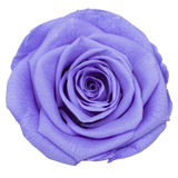 B Grade 4-5cm Preserved Roses Preserved Flower Fresh Natural Real Eternal Rose Immortal Rose Flowers Florist DIY Floral Material