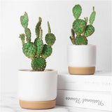 Classic Plastic Flower Pot with Double-Layer Water Storage Tray