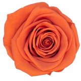 B Grade 4-5cm Preserved Roses Preserved Flower Fresh Natural Real Eternal Rose Immortal Rose Flowers Florist DIY Floral Material