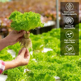 Rockwool Seed Starter Cubes for Hydroponics – Soilless Germination Plugs for Rapid Root Growth