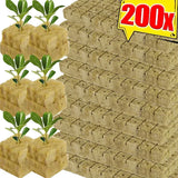 50pc Sponge Block Starter Plugs - Hydroponic Grow Cubes for Seed Starting & Plant Propagation