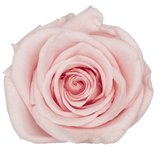 B Grade 4-5cm Preserved Roses Preserved Flower Fresh Natural Real Eternal Rose Immortal Rose Flowers Florist DIY Floral Material